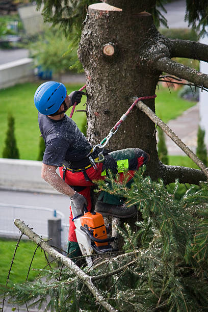 Best Lawn Maintenance Plans  in Fairmount, IN