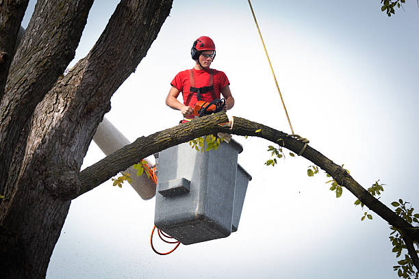 How Our Tree Care Process Works  in  Fairmount, IN