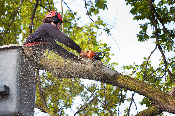 Best Arborist Consultation Services  in Fairmount, IN